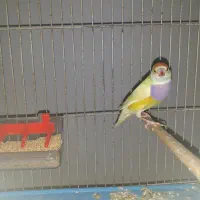 دو جفت گلدین کارداده