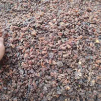 کشمش آفتابی|خوردنی و آشامیدنی|اشکذر, |دیوار