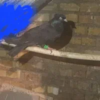 پرنده|پرنده|مسجد سلیمان, |دیوار