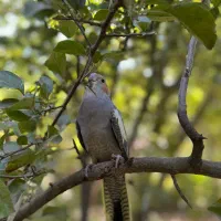 شیش تخم«مولد»