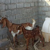 بز مطفل|حیوانات مزرعه|خرمشهر, |دیوار