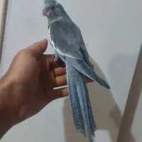 جوجه عروس تازه دونخور و سرلاکی