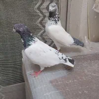 یک جفت کبوتر خوب