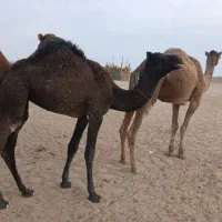 چند نفر شتر|حیوانات مزرعه|لاشار, |دیوار