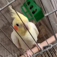 عروس پاریس|پرنده|کارون, |دیوار