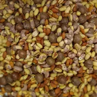 ویزیتور پخش کننده آجیل آستان اشرفیه ممتاز