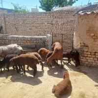 ۴ راس میش دو قلو
