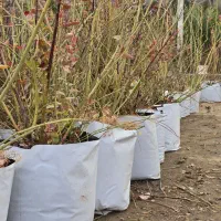 نهال بلوبری درجه یک، پربار و باکیفیت