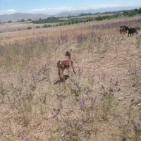 بز دودندان