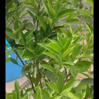 باغچه ۴۹۶ متر  محمد ابادعرب ها|فروش خانه و ویلا|جوادآباد, |دیوار