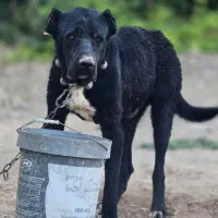 سگ سرابی|سگ|اصفهان, جوزدان الیادران|دیوار