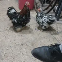 مرغ خروس کوشین