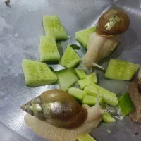 فروش حلزون های بسیار زیبا|خزنده|ملایر, |دیوار