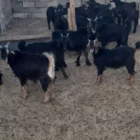 کهره ریزصادراتی