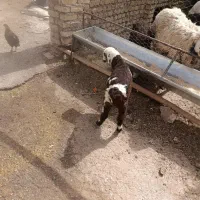 بره ماده شیر مست