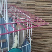 طوطی عروس هلندی|پرنده|بابل, |دیوار