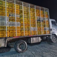 اویکو مرغی ۸۲