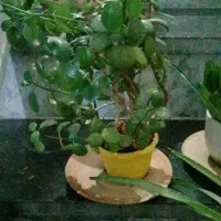 معاوضه گل و گلدان طبیعی