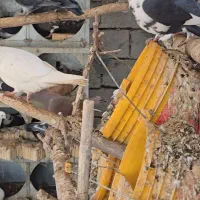 کفتر فروشی|پرنده|آباده, |دیوار