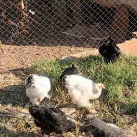 فروش خروس و مرغ تخم گذار