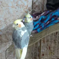 عروس هلندی سخنگو