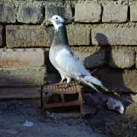 کبوتر