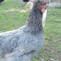 تخم مرغ تازه و نطفه دار|حیوانات مزرعه|کوچصفهان, |دیوار