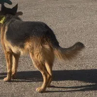 گمشده - سگ ژرمن نر|حیوانات|نهاوند, |دیوار