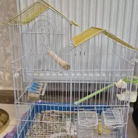 قفس پرنده درحد نو