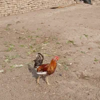 فروش جوجه گلپایگانی. ۳ تا خروس گلین.بوقلمون|حیوانات مزرعه|محمدشهر, محمدشهر|دیوار