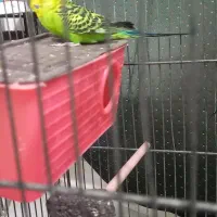 ۳عدد مرغ عشق|پرنده|ایلام, |دیوار