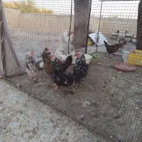 فروش تخمه نطفه دارفروش مرغ گلین لری فروش خورس|حیوانات مزرعه|اصفهان, عطار نیشابوری|دیوار