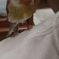 سهره قناری دستی|پرنده|اندیشه, اندیشه فاز ۲|دیوار