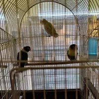 طوطی کوتوله|پرنده|ماهدشت, |دیوار