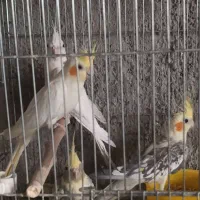 عروس مولد و کلی