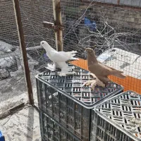 کبوتر ...|پرنده|تبریز, |دیوار