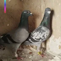 کفتر پلاکی|پرنده|کازرون, |دیوار