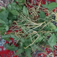 قلمه گوش گرگی