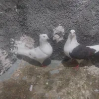 کبوتر خوشونه