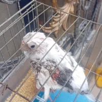 عروس هلندی معاوضه با هرچی