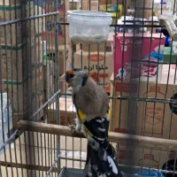 سهره دو هفته قفس داغسر|پرنده|تهران, مشیریه|دیوار