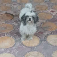 واگذاری سگ شیتزو خانگی و مهربان
