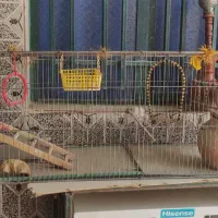 قفس با لانه شاه طوطی تمام وسایل