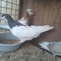 کبوتر|پرنده|قزوین, |دیوار