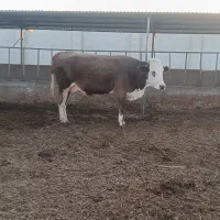 گاو های فروشی