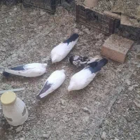 پرنده