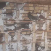 کبوتر رنگی و دورگ ۱۰ ماده ۱۸ نر|پرنده|کارون, |دیوار