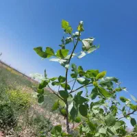 ۲هتکار زمین با درخت ۲۰ساله پسته سفید و۶ساعت اب