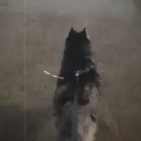 هاسکی مالاموت