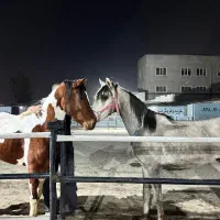 کره نریون و مادیون پرخون